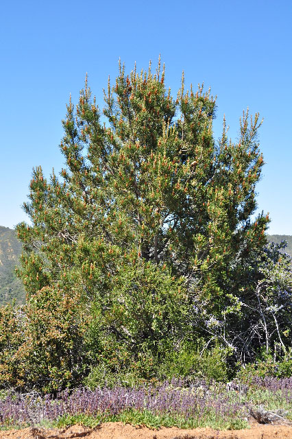 Pinus attenuata