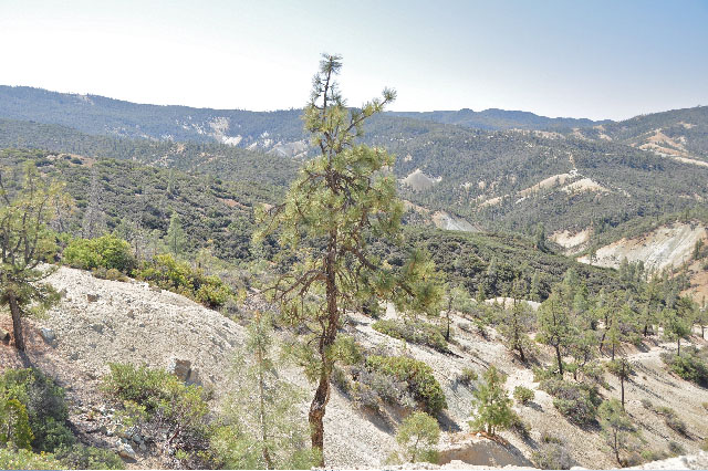 Pinus sabiniana