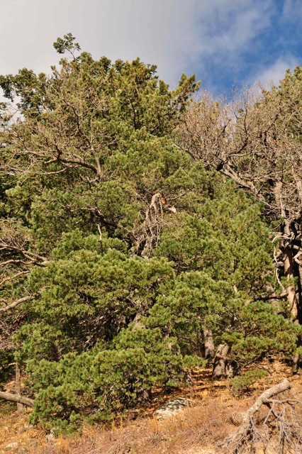 Pinus reflexa