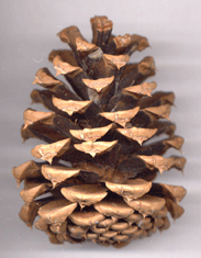 Pinus washoensis
