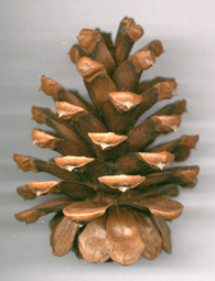 Pinus washoensis