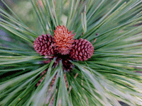 Pinus washoensis