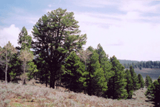 Pinus washoensis