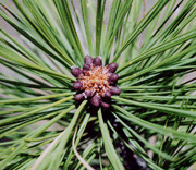 Pinus washoensis