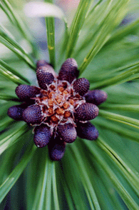 Pinus washoensis