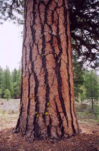 Pinus washoensis