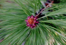 Pinus washoensis