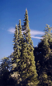 Abies bracteata