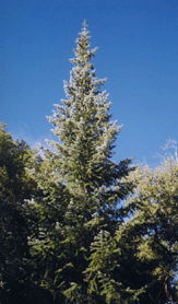 Abies bracteata