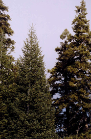 Abies concolor