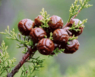 Cupressus forbesii