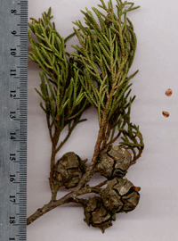 Cupressus lusitanica lusitanica