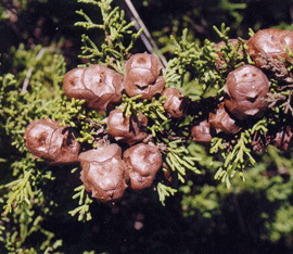 Cupressus macrocarpa