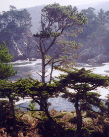 Cupressus macrocarpa