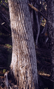 Cupressus macrocarpa