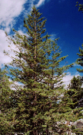 Cupressus montana