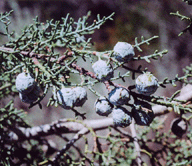Cupressus revealiana