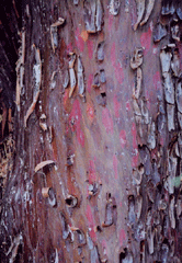 Cupressus revealiana