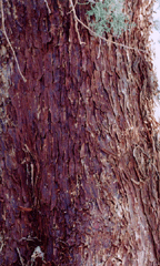 Cupressus revealiana