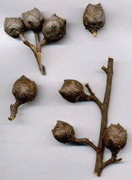 Cupressus revealiana