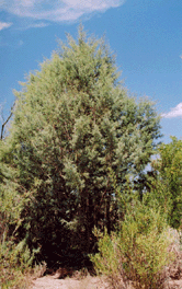 Cupressus revealiana