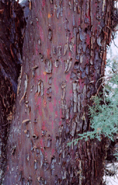 Cupressus revealiana