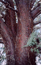 Cupressus revealiana