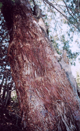 Cupressus revealiana