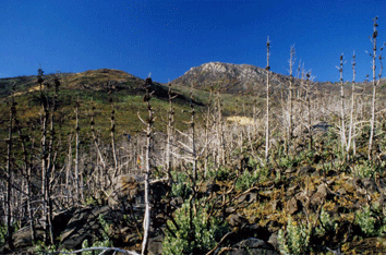 Cupressus stephensonii