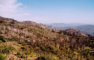 Cupressus stephensonii