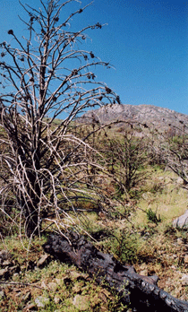 Cupressus stephensonii