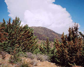 Cupressus stephensonii