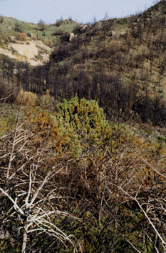 Cupressus stephensonii
