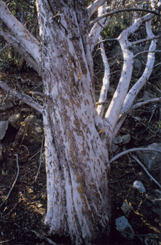 Cupressus stephensonii