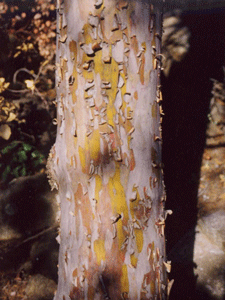 Cupressus stephensonii