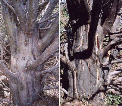Cupressus stephensonii