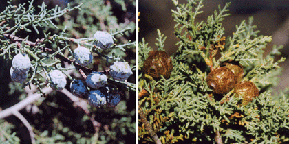Cupressus revealiana