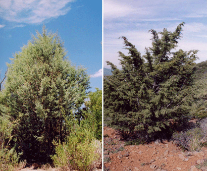 Cupressus revealiana