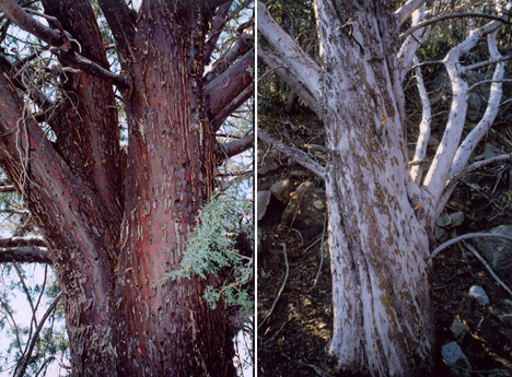 Cupressus revealiana