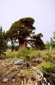 Juniperus occidentalis australis