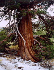 Juniperus occidentalis australis