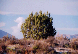 Juniperus californica