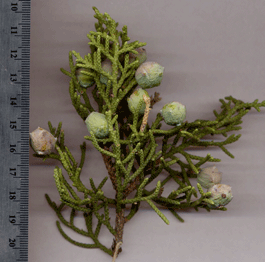 Juniperus californica