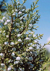 Juniperus californica