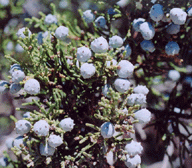 Juniperus californica