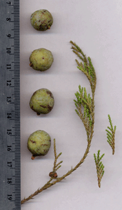 Juniperus flaccida