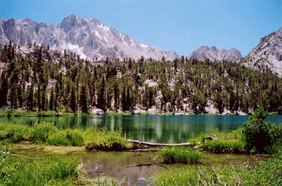 Pinus balfouriana austrina