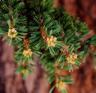 Pinus balfouriana austrina
