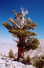 Pinus balfouriana austrina