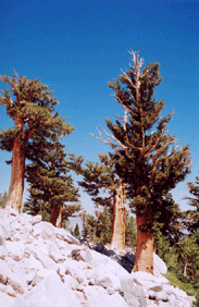 Pinus balfouriana austrina